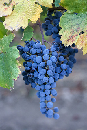Napa Valley Wine Country