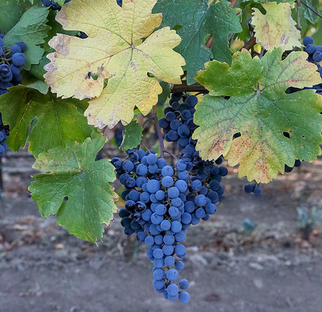 Napa Valley Wine Country