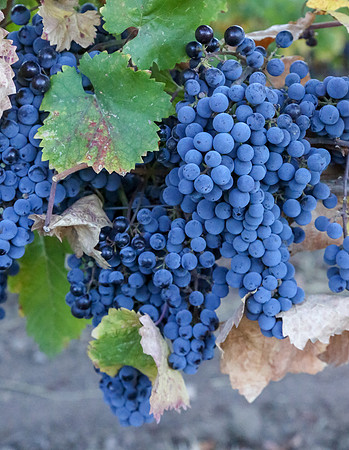 Napa Valley Wine Country