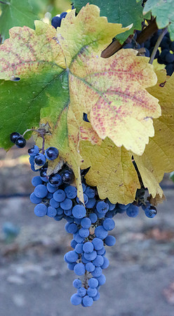 Napa Valley Wine Country
