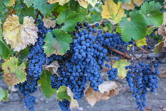 Napa Valley Wine Country