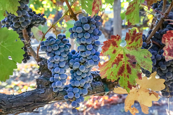 Napa Valley Wine Country