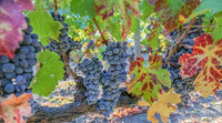 Napa Valley Wine Country