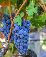 Napa Valley Wine Country