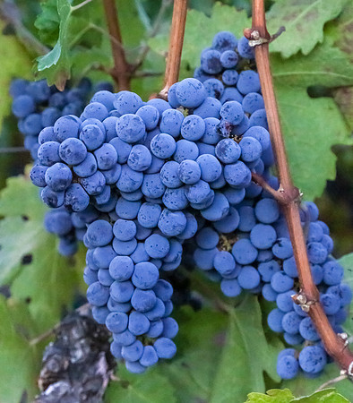 Napa Valley Wine Country