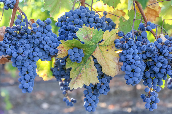 Red Wine Grapes on the vine, Napa Valley, California