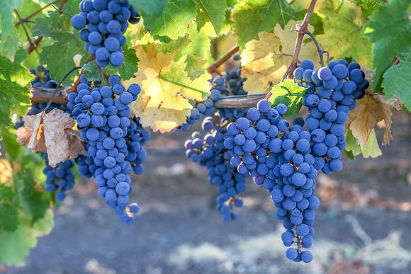 Red Wine Grapes on the vine, Napa Valley, California