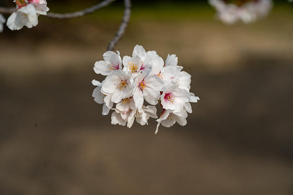 Sakura