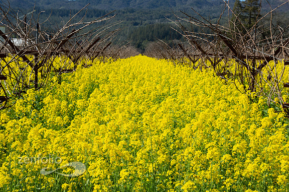 Bright yellow mustard field in Napa Valley, California