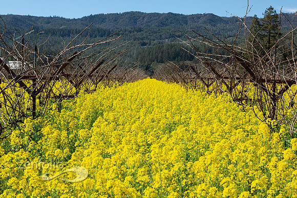 Bright yellow mustard field in Napa Valley, California