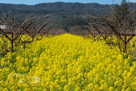 Bright yellow mustard field in Napa Valley, California