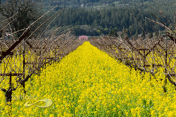 Bright yellow mustard field in Napa Valley, California