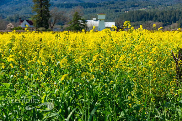 Bright yellow mustard field in Napa Valley, California