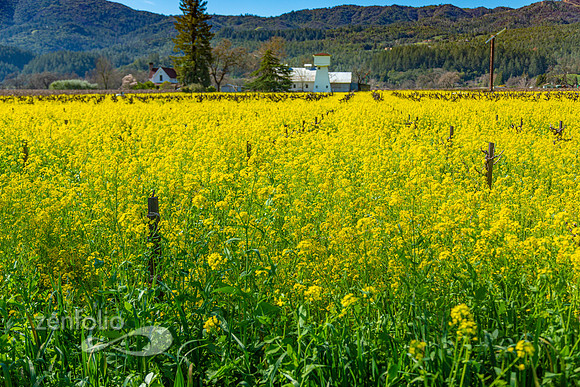 Bright yellow mustard field in Napa Valley, California