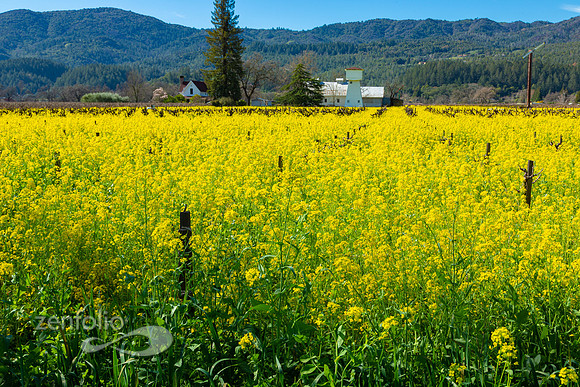 Bright yellow mustard field in Napa Valley, California