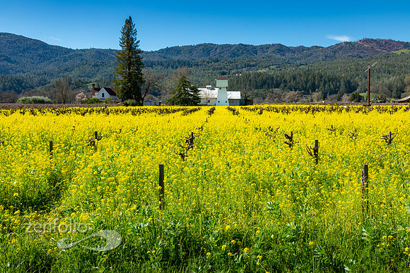 Bright yellow mustard field in Napa Valley, California