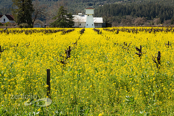 Bright yellow mustard field in Napa Valley, California