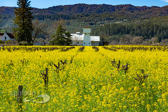 Bright yellow mustard field in Napa Valley, California