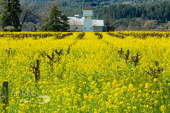 Bright yellow mustard field in Napa Valley, California