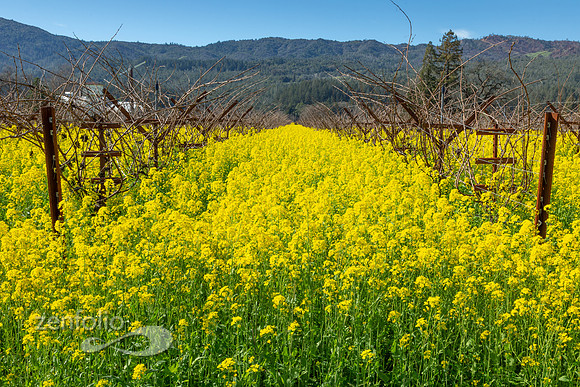 Bright yellow mustard field in Napa Valley, California