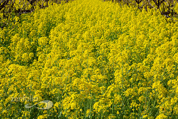 Bright yellow mustard field in Napa Valley, California
