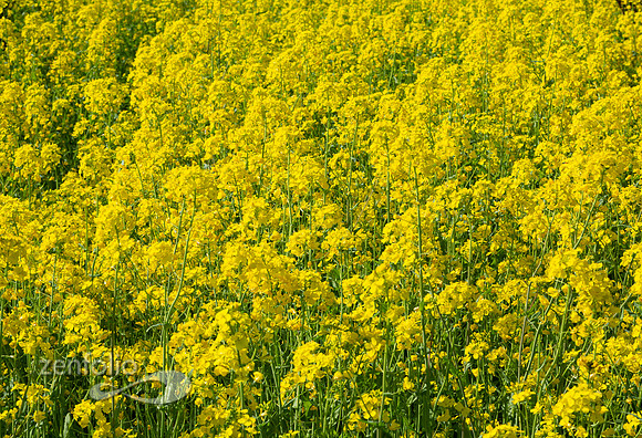 Bright yellow mustard field in Napa Valley, California
