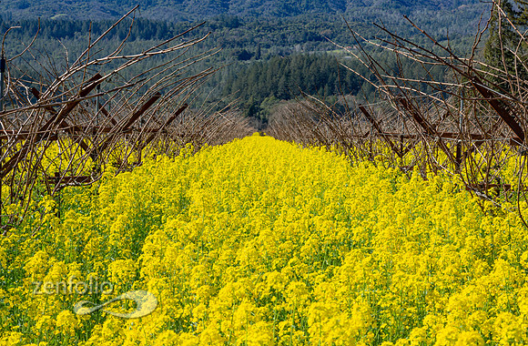 Bright yellow mustard field in Napa Valley, California