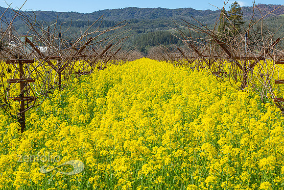 Bright yellow mustard field in Napa Valley, California