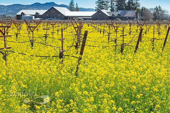 Bright yellow mustard field in Napa Valley, California