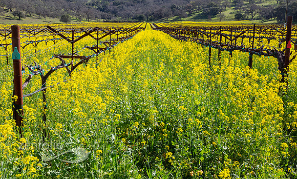 Bright yellow mustard field in Napa Valley, California