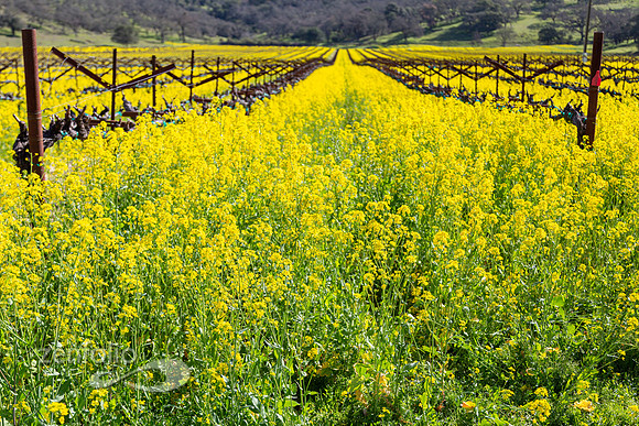 Bright yellow mustard field in Napa Valley, California