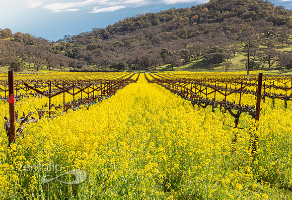 Bright yellow mustard field in Napa Valley, California