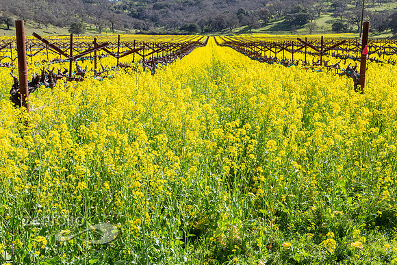 Bright yellow mustard field in Napa Valley, California