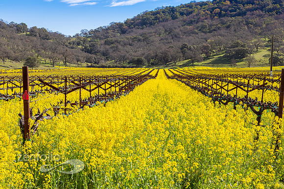 Bright yellow mustard field in Napa Valley, California