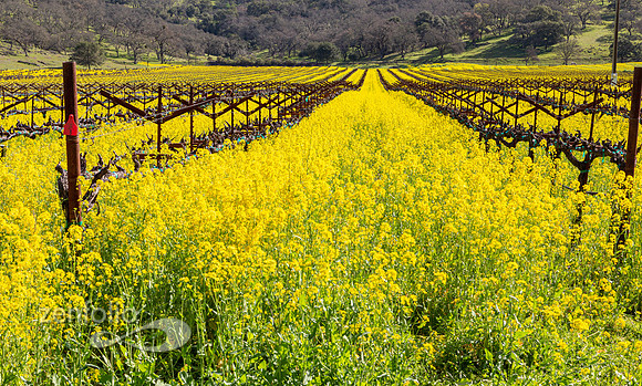 Bright yellow mustard field in Napa Valley, California