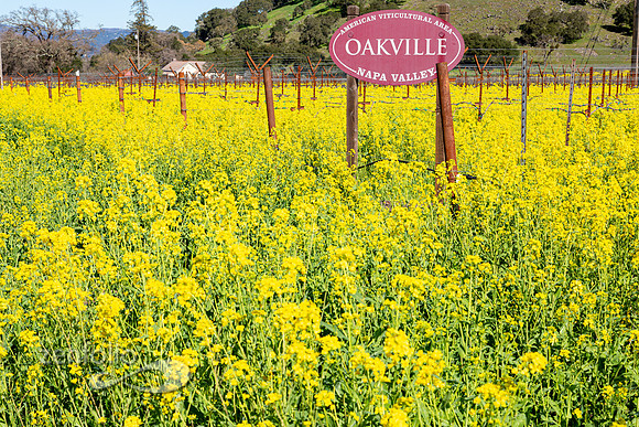 Bright yellow mustard field in Napa Valley, California