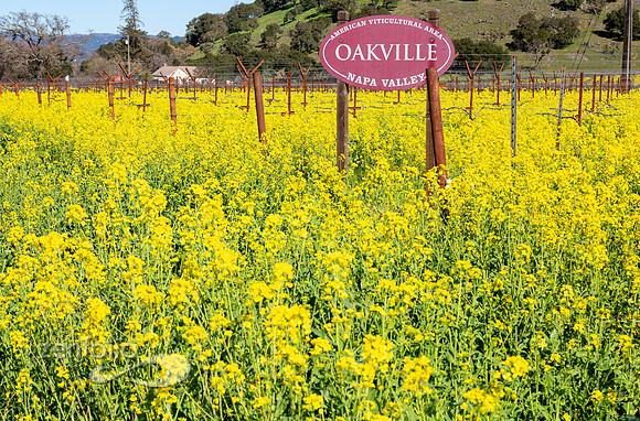 Bright yellow mustard field in Napa Valley, California
