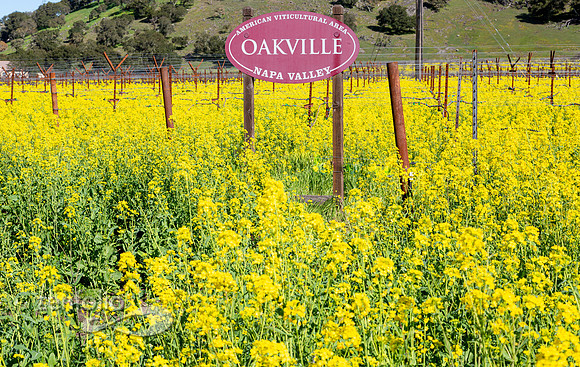 Bright yellow mustard field in Napa Valley, California