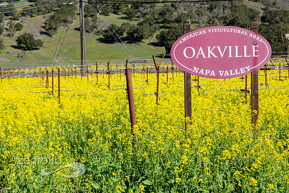 Bright yellow mustard field in Napa Valley, California