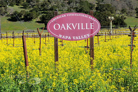 Bright yellow mustard field in Napa Valley, California
