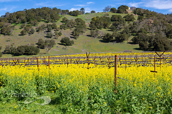 Bright yellow mustard field in Napa Valley, California