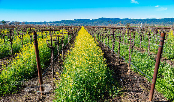 Bright yellow mustard field in Napa Valley, California