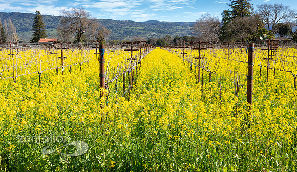 Bright yellow mustard field in Napa Valley, California
