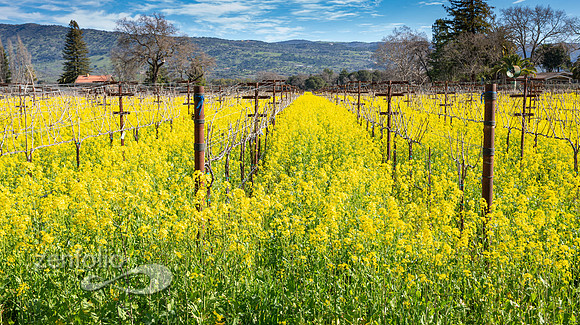 Bright yellow mustard field in Napa Valley, California