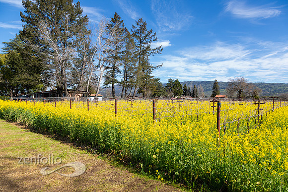 Bright yellow mustard field in Napa Valley, California