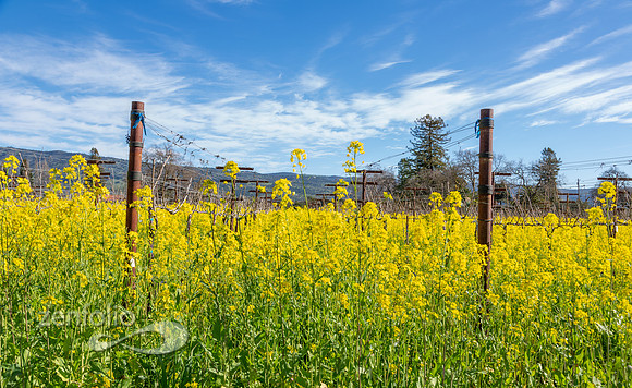 Bright yellow mustard field in Napa Valley, California