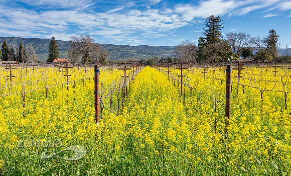 Bright yellow mustard field in Napa Valley, California
