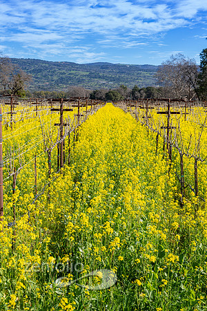 Bright yellow mustard field in Napa Valley, California