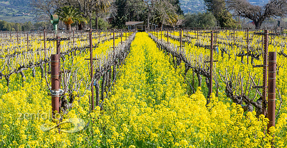 Bright yellow mustard field in Napa Valley, California