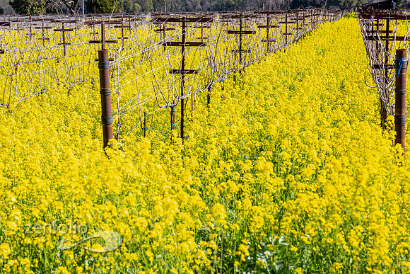 Bright yellow mustard field in Napa Valley, California